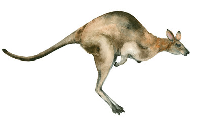 Watercolor australian kangaroo - 182513834