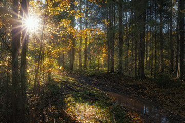 sunny day in autumn forest