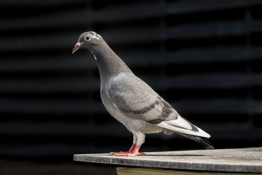 full body of homing pigeon standing on home loft