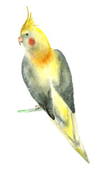 Watercolor parrot bird