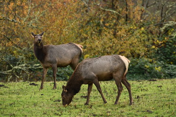 Elk staring and grazing
