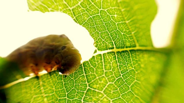 Silkworm devouring leaf green tree in garden. Caterpillar eating leaf at tree