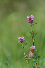 Five clovers on the blur background 