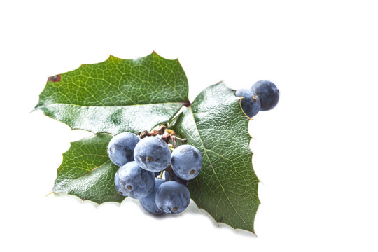a bunch of small blue fresh cold-resistant berries with foliage
