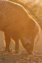 closeup of large wild boar at dawn