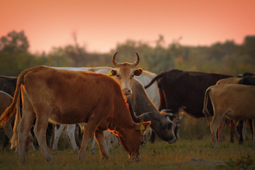 cow herd at dusk