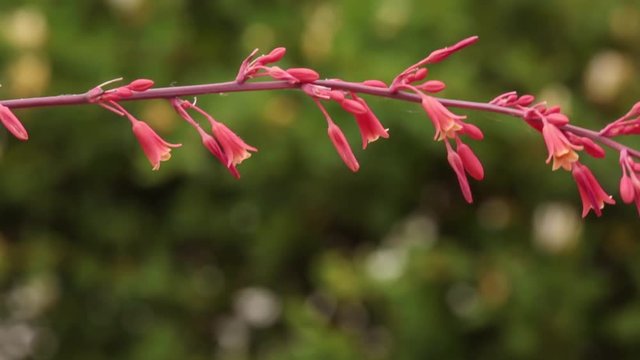 Female black chinned hummingbird eating nectar from red yucca flowers