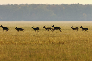 fallow deer herd running in the field