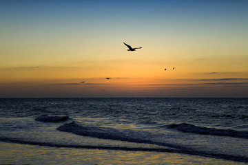Jacob Rii's Beach. Seagulls and the glimmer of sunrise