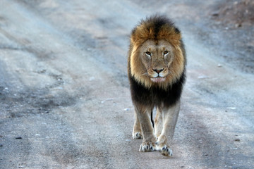 Close up of male lion in the Kruger National Park, South Africa