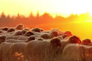Papier Peint photo Moutons flock of sheep heading to the farm at sunset