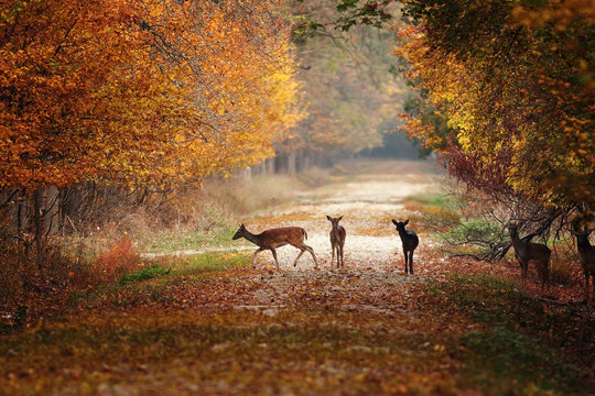 Fototapeta fallow deers in colorful autumn forest
