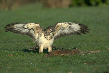Buse variable l'opportuniste!