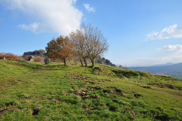 Paesaggio con alberi e prato su collina con cielo azzurro e nuvola soffice. Muscolo Lazio, Italia