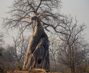 Baobab - Afrikanischer Affenbrotbaum in Simbabwe, Südafrika
