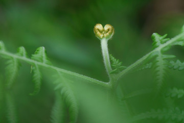 Fern Heart Shape