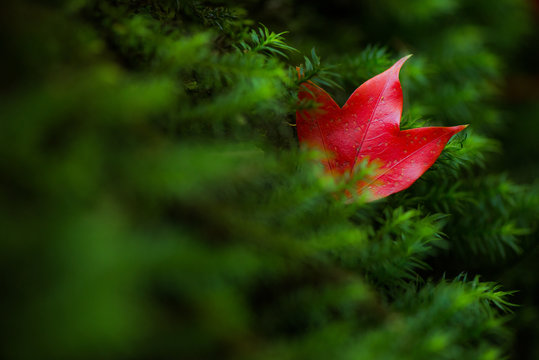 One Maple Leaves Together with Fern