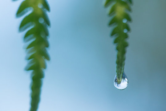 Fern close up, artsy