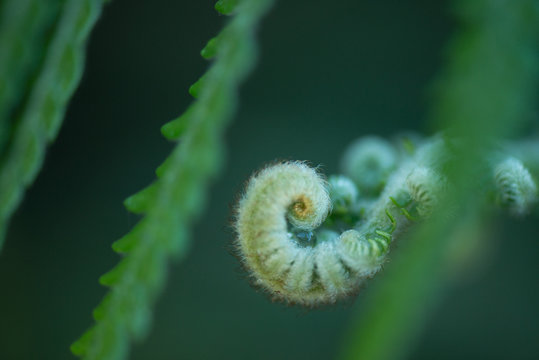 Fern close up, artsy