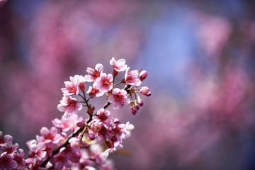 Beautiful Blossom Flower on a Limb	
