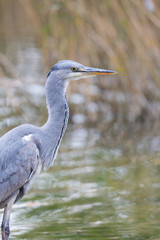 close view gray heron bird (ardea cinerea) standing in water with reed
