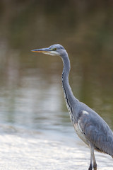 portrait of gray heron bird (ardea cinerea) standing in water