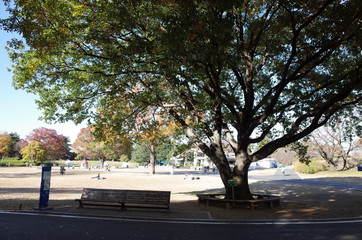 休日の大きな木とベンチ