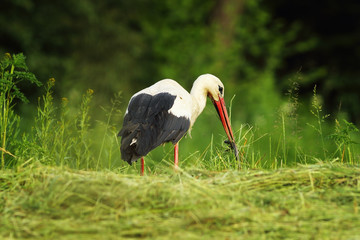 white stork eating slow worm © taviphoto