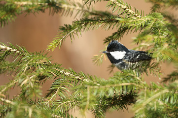 Mésange noire dans son milieu naturel!