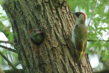 Pic vert et son jeune!