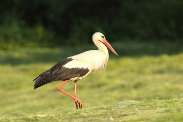white stork foraging in the field