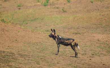 Naklejka na ściany i meble Afrikanische Wildhunde in der Savanne vom in Simbabwe, Südafrika