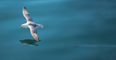 Goeland in flight over water