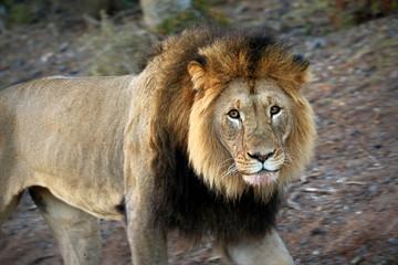 Plakat Close up of male lion in the Kruger National Park, South Africa