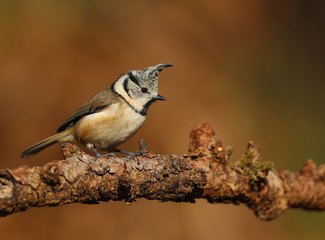 Mésange huppée dans la lumière Automnale