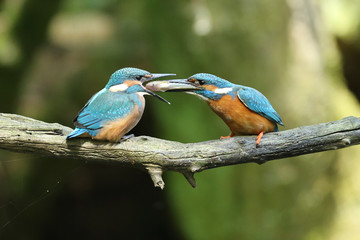 Martin-pêcheur au nourrissage!