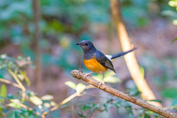 Beautiful female bird White Rumped Shama or Copsychus Malabaricus on branch