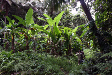 Hiking along a rainforest path