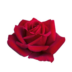 Dark red rose