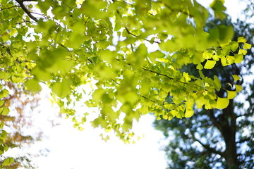 Obraz premium 鎌倉の紅葉