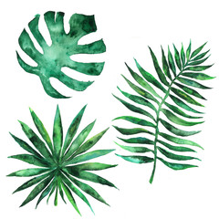 Watercolor set of leaves of tropical exotic plants, trees. Palms, monstera.