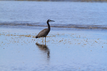 White Faced Heron