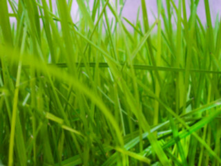 Abstract background of green color, blurred photo of grass. Green background, fresh spring grass.