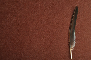 A feather isolated on a brown background