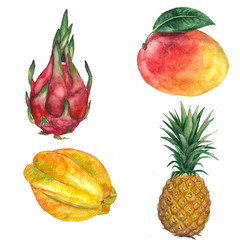 Watercolor hand drawn set of exotic fruits. Tropical fruits. Dragon fruit, starfruit, mango, pineapple isolated on white background