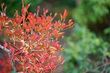 鎌倉の紅葉