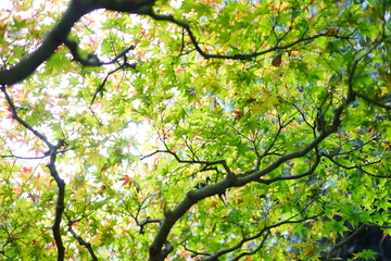 鎌倉の紅葉