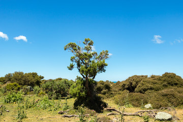 Lone Tree Rising Above New Zealand Shrubs At Beach 