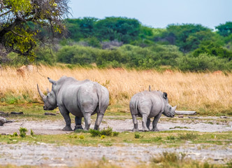 Fototapeta premium Mother white Rhino with its calf, Khama Rhino Sanctuary, Serowe, Botswana