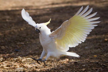 Cockatoo with Wings Spread as it Comes into Land © Craig